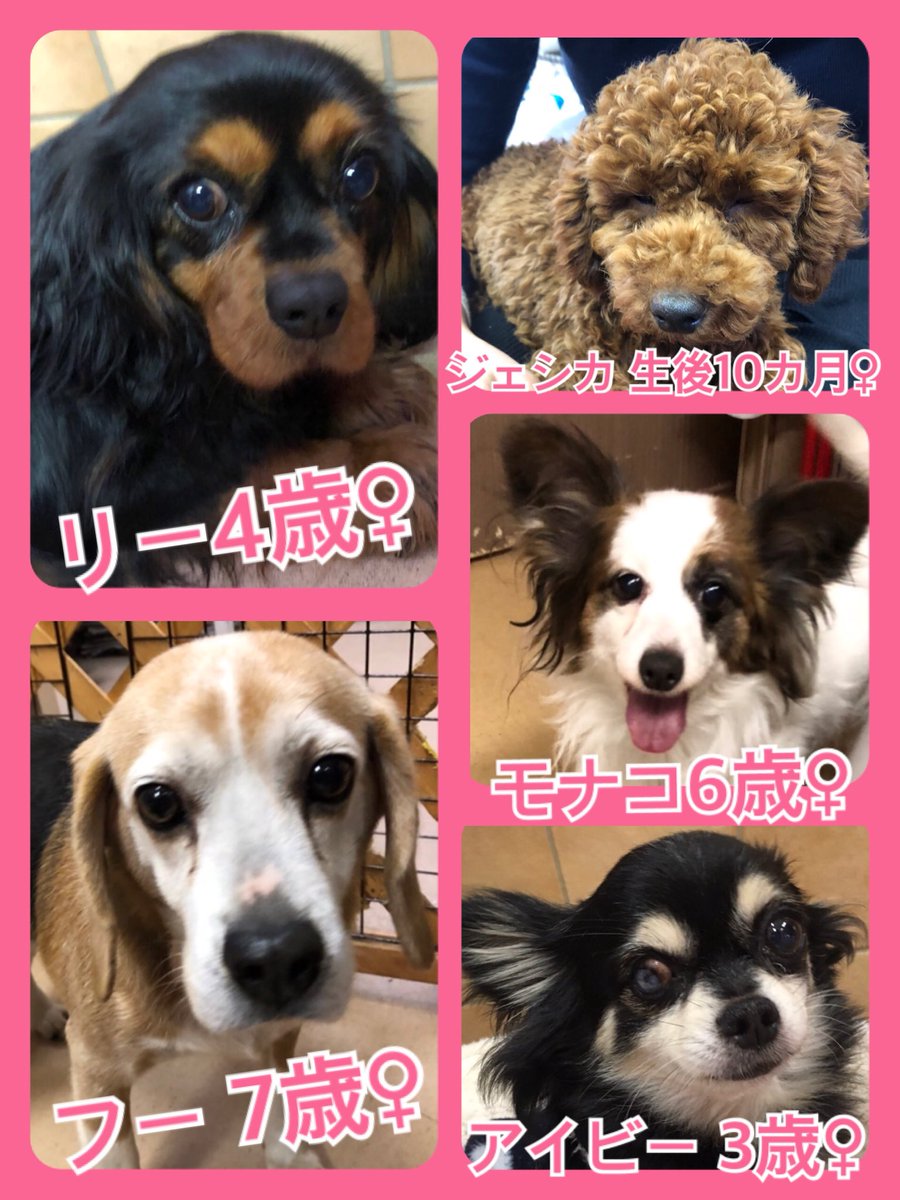 🐾今日の里親様募集中ワンコ🐶メンバーです🐾2019,2,14